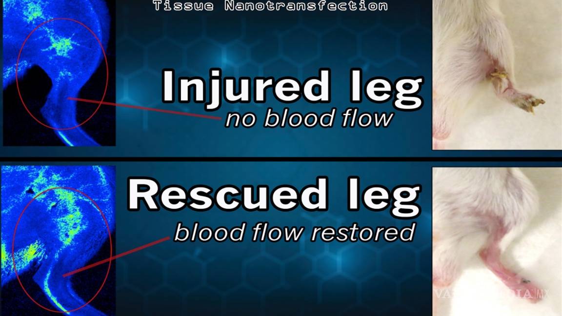 $!Chip regenerativo, revoluciona la medicina