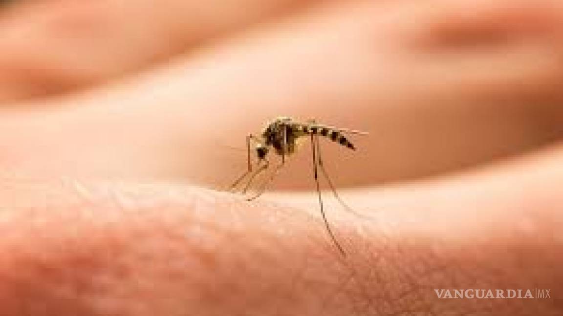 Intensifican en Torreón fumigaciones contra el dengue