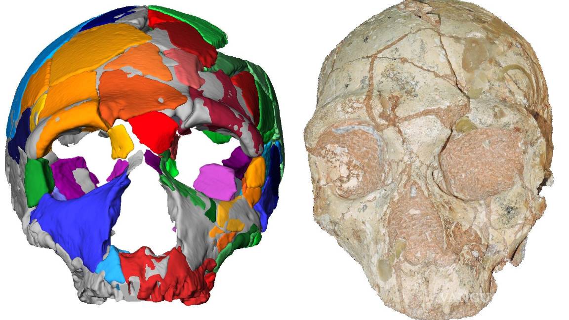 $!Dos cráneos cambian la historia de nuestra especie en Eurasia