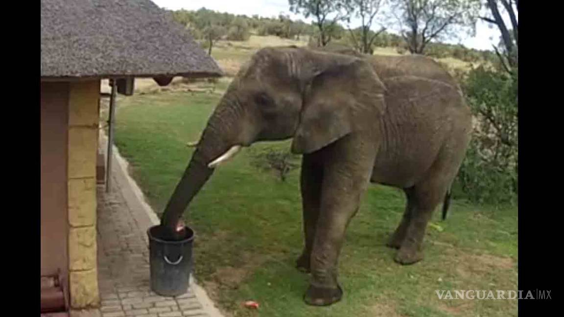 Elefante sorprende al recoger basura y depositarla en un bote
