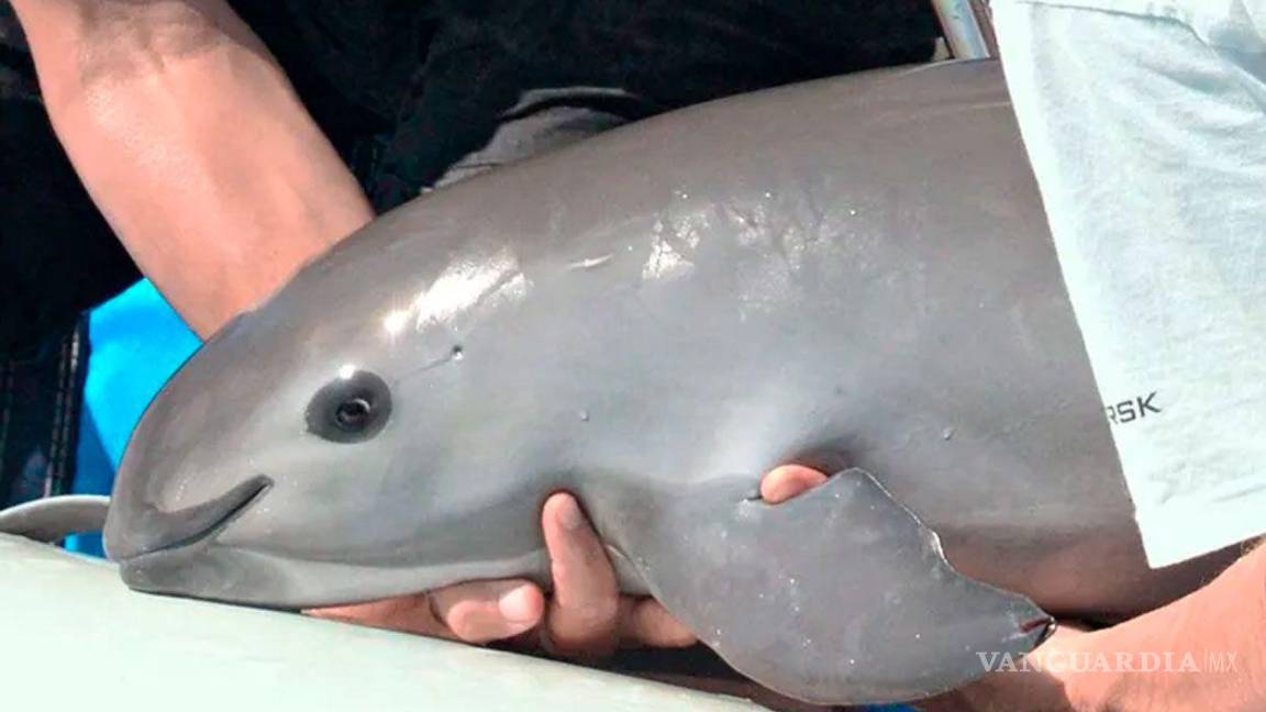 Demandan en EU sancionar a México por daños a vaquita marina