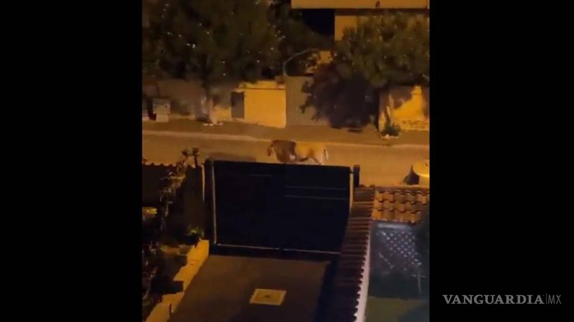 Escapa león de un circo y se pasea por calles de la ciudad italiana de Ladispoli