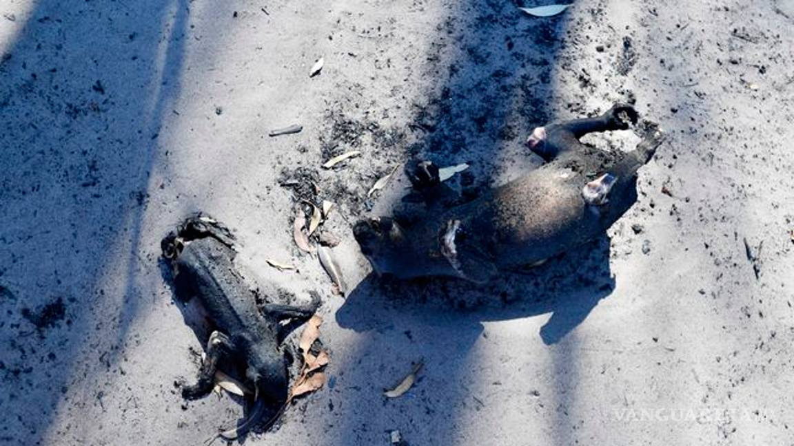$!La tragedia animal en Australia, al menos mil millones de animales muertos