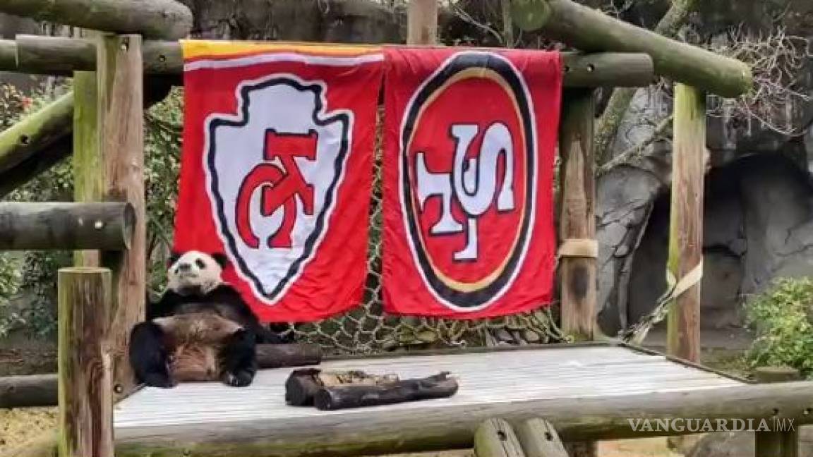 Panda del Zoológico de Memphis decide quién ganará el próximo Super Bowl