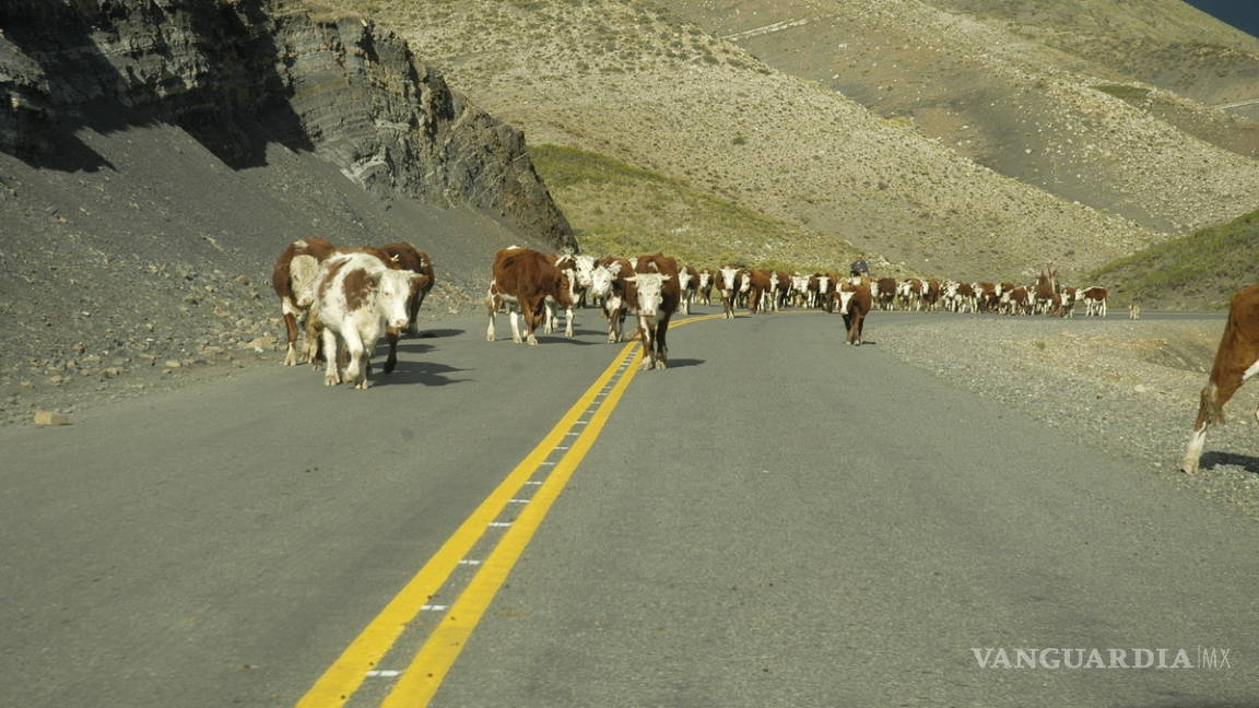 Vacas provocan accidente en carretera a Monclova