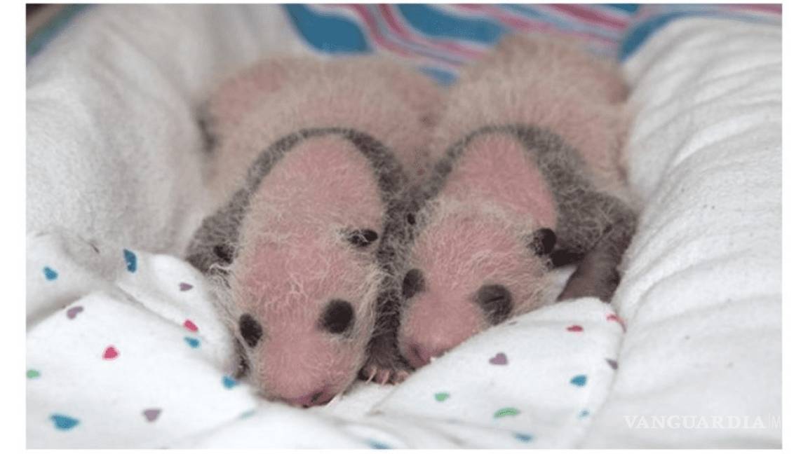 Haizi, una panda &quot;octogenaria&quot; da a luz gemelos y bate récord de madre más longeva