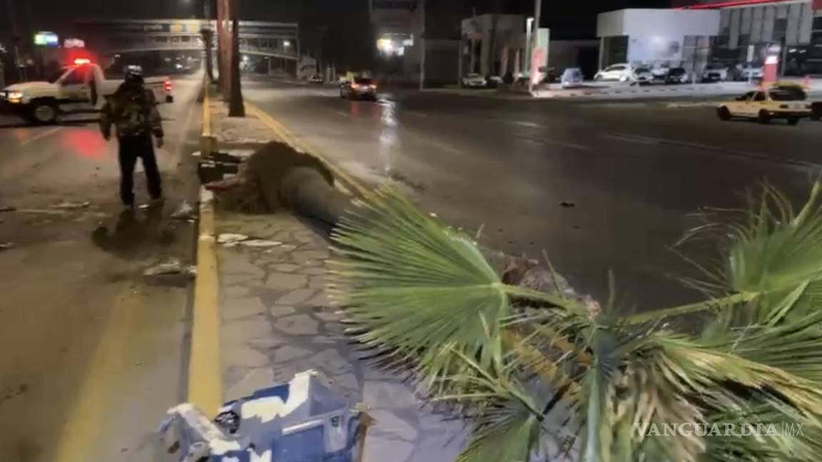 Saltillo: Se le atraviesa auto y derriba palmera en Venustiano Carranza