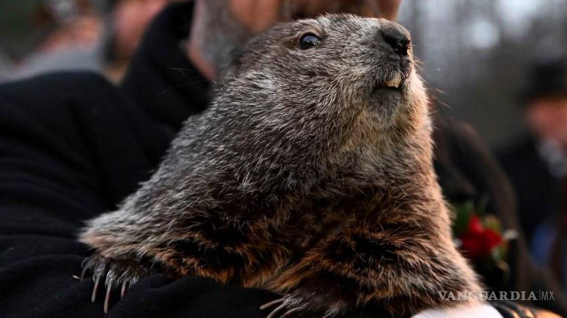 Las similitudes de la celebración de la Candelaria con el día de la Marmota y el invierno