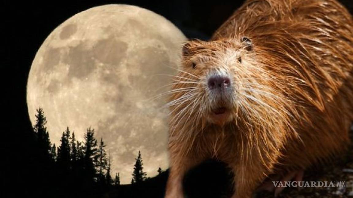 Este lunes ocurrirá un eclipse de luna llena de castor