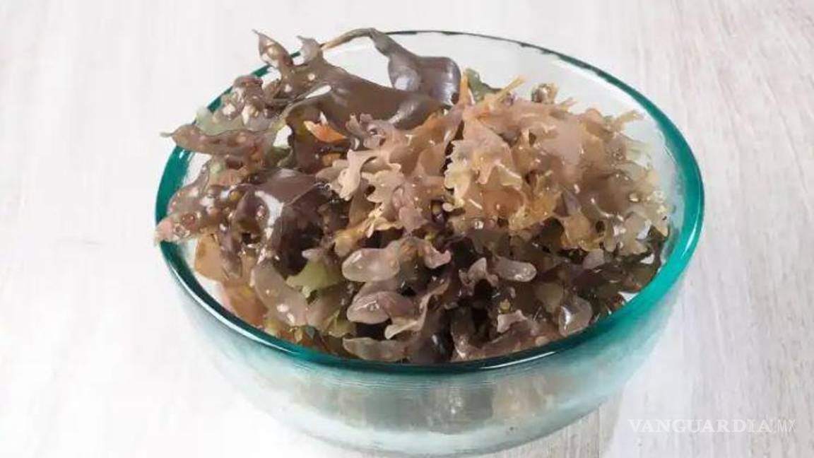 $!El musgo marino contiene altos niveles de yodo, que pueden dañar la tiroides si se consume en grandes cantidades.