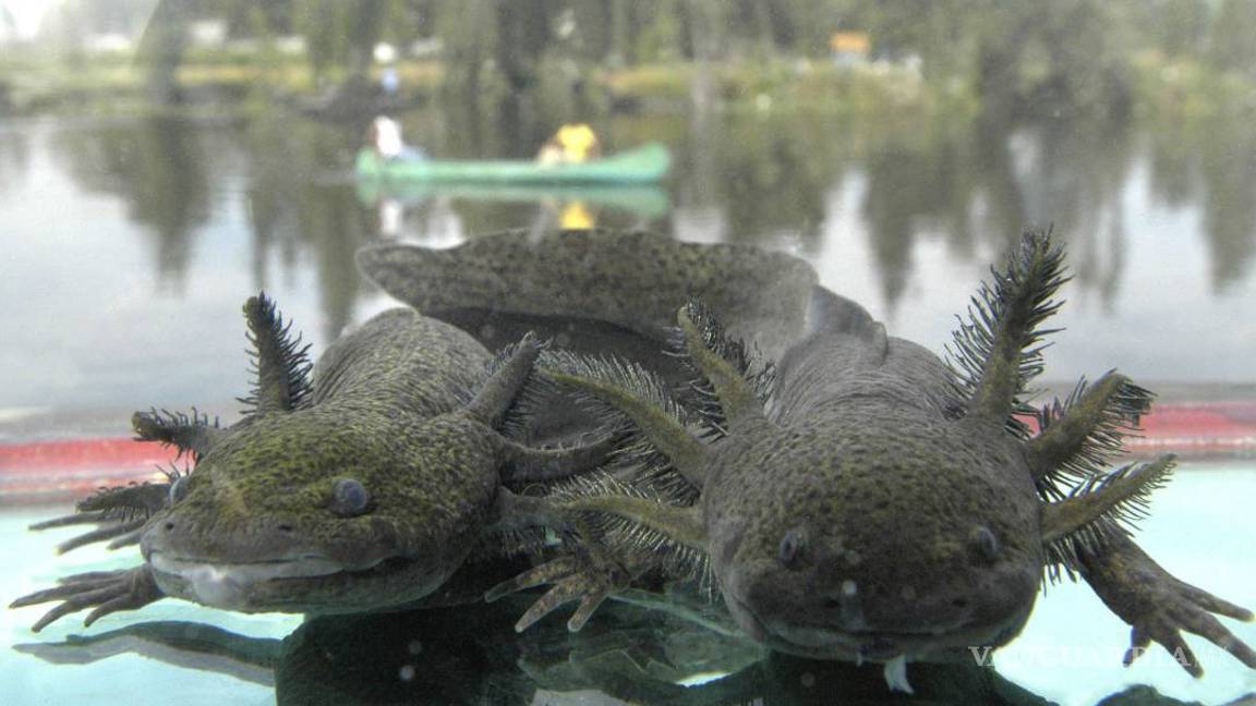 $!Xochimilco, canales con historia