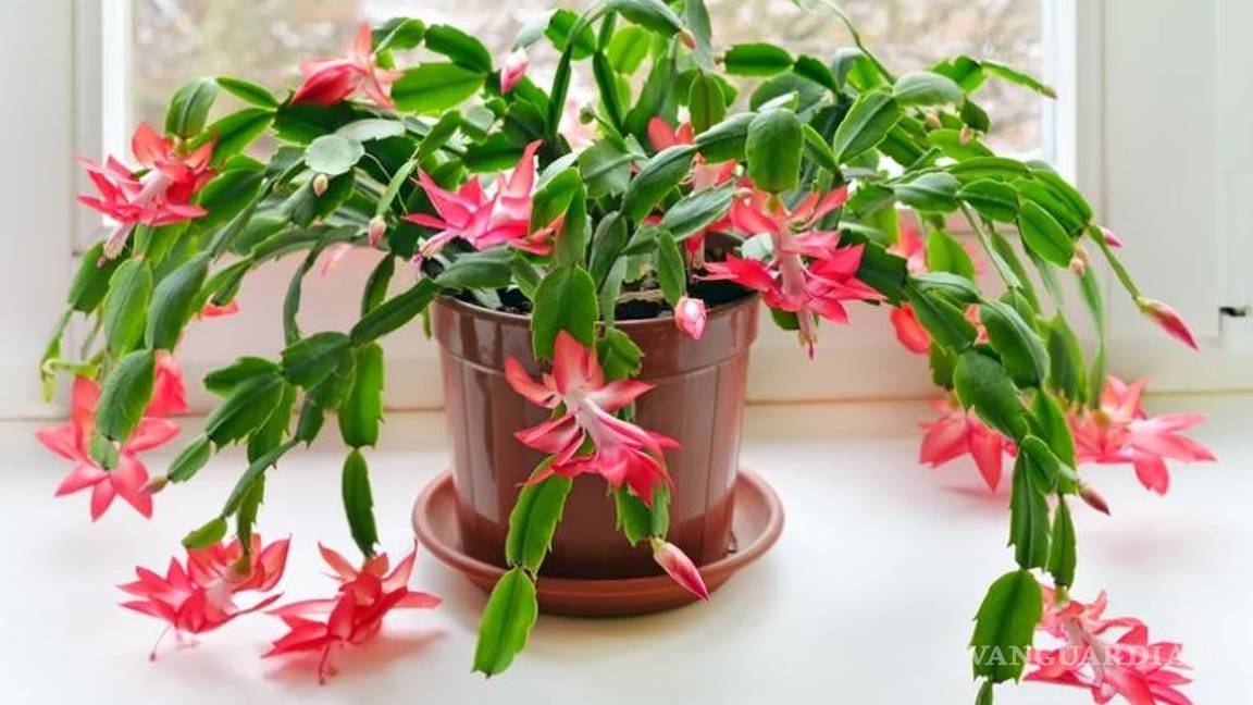 $!Entre cactus y suculentas, las plantas ideales para dar vida a tu hogar