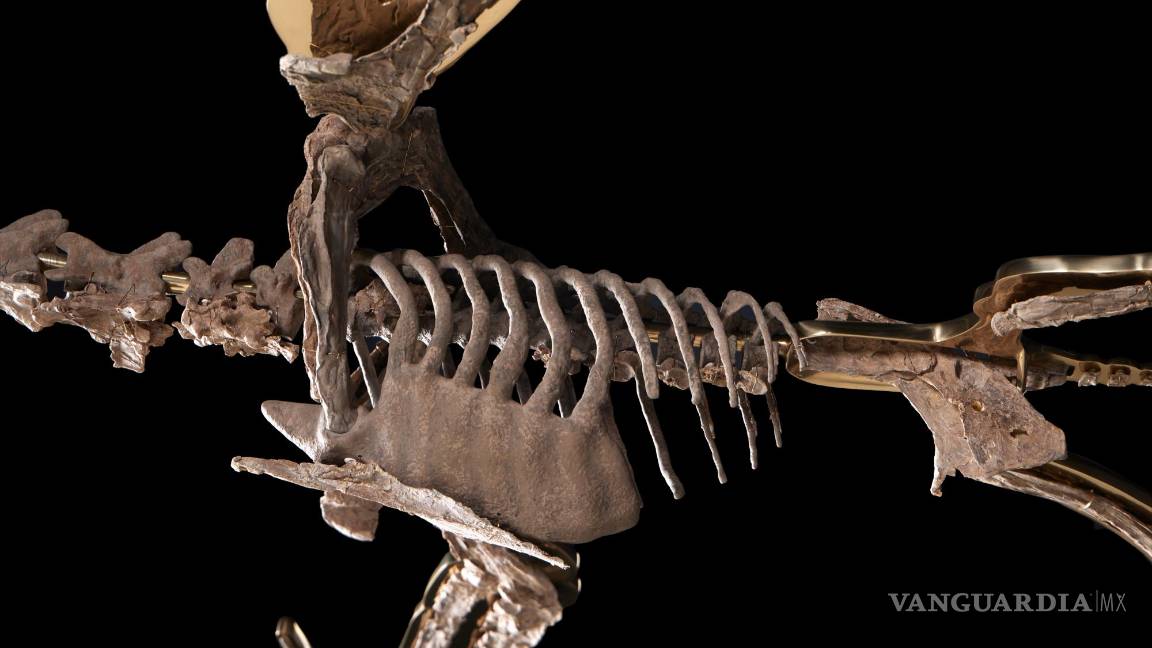 $!Se trata de uno de los fósiles más espectaculares por ser de un reptil volador con un enorme pico y un cráneo puntiagudo hacia atrás, con dos largas alas en forma de membranas, una de las piezas más buscadas en los museos y colecciones paleontológicas.