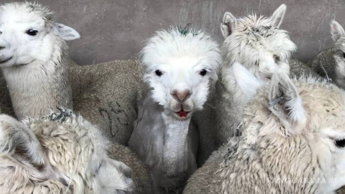 Anticuerpo de la alpaca combate tres variantes del COVID, según estudio chileno