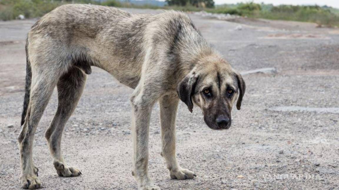 En Castaños, mujer amarra a perro a la defensa de su auto; es detenida
