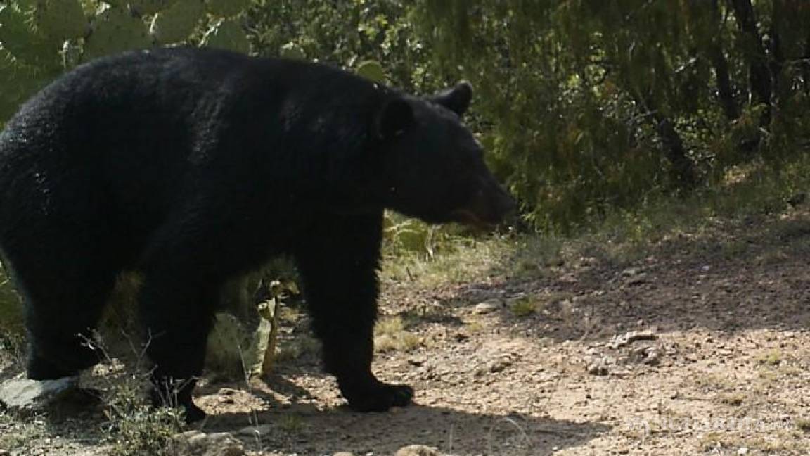 ¡Buenas noticias! El oso negro vuelve a repoblar Coahuila