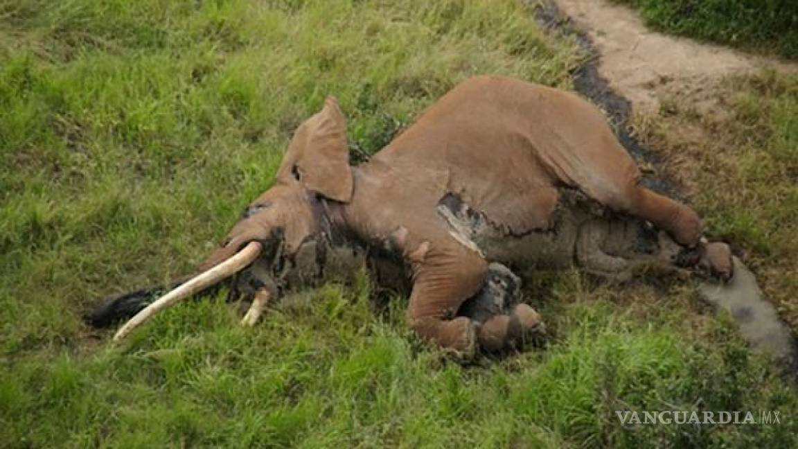 Asesinaron a uno de los elefantes más antiguos y emblemáticos del mundo