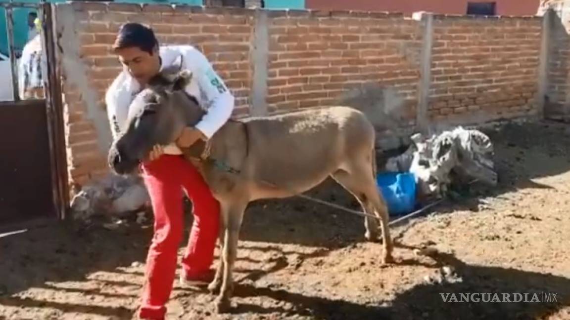 En busca de votos, candidato a diputado del PRI baila y besa a burro (video)