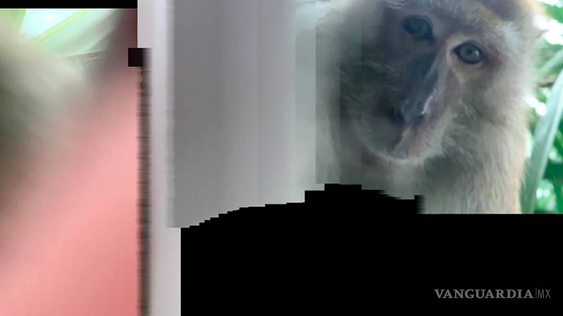 $!Mono le roba su celular a un estudiante universitario en Malasia y se toma selfies