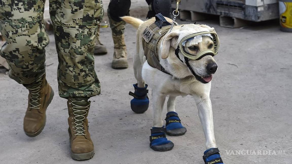 Frida, la perra rescatista, dona sus botas al Museo de Calzado