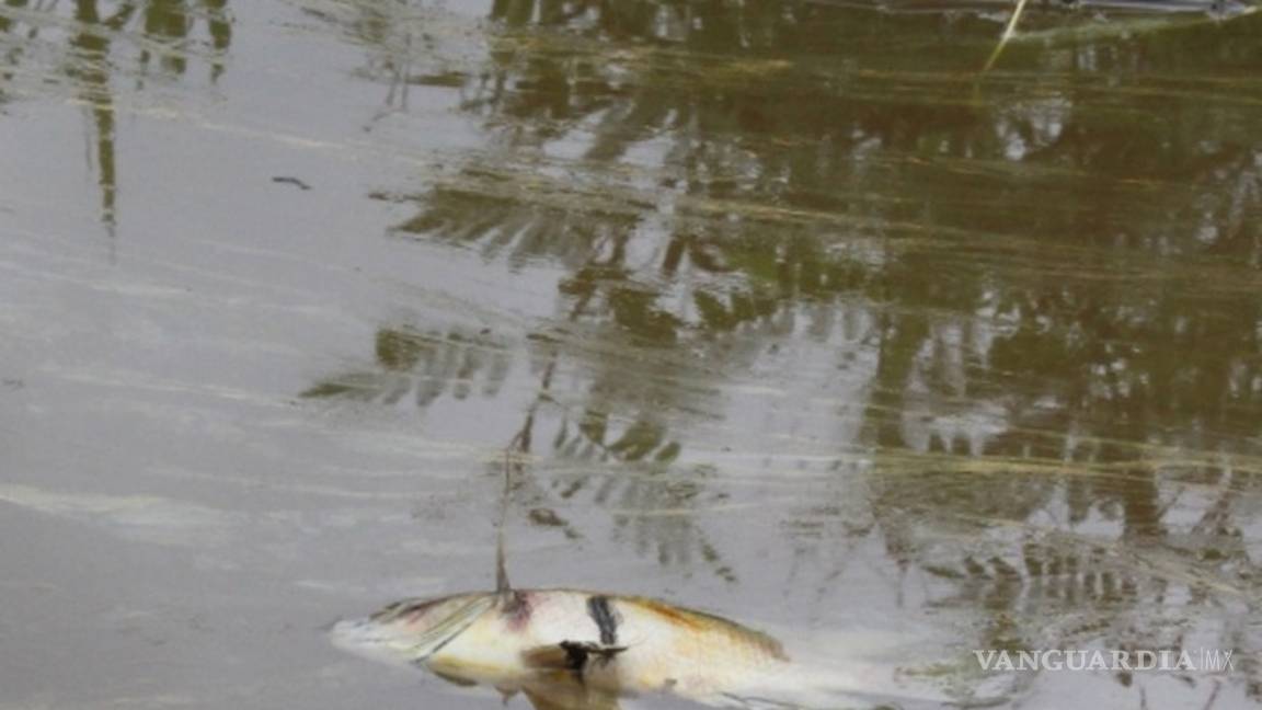 $!Pemex causa grave daño ambiental en Veracruz, derrame mata animales y obliga a evacuar