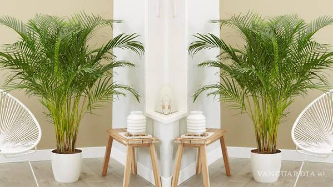 $!La palmera areca también es conocida como palmera amarilla o de bambú.