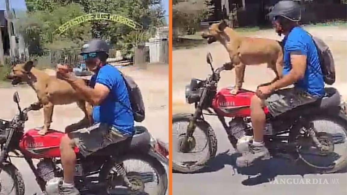 ‘Lomito motorizado’: Exhiben a motociclista que viaja con su mascota en Saltillo (video)