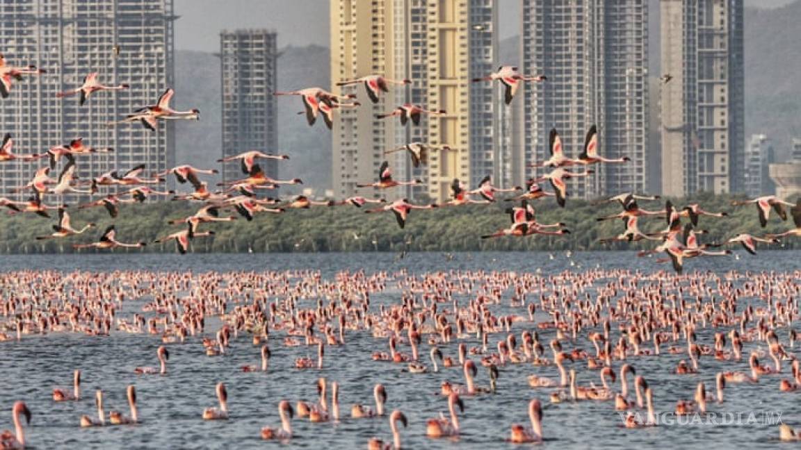 Miles de flamingos pintan de rosa las aguas de Bombay