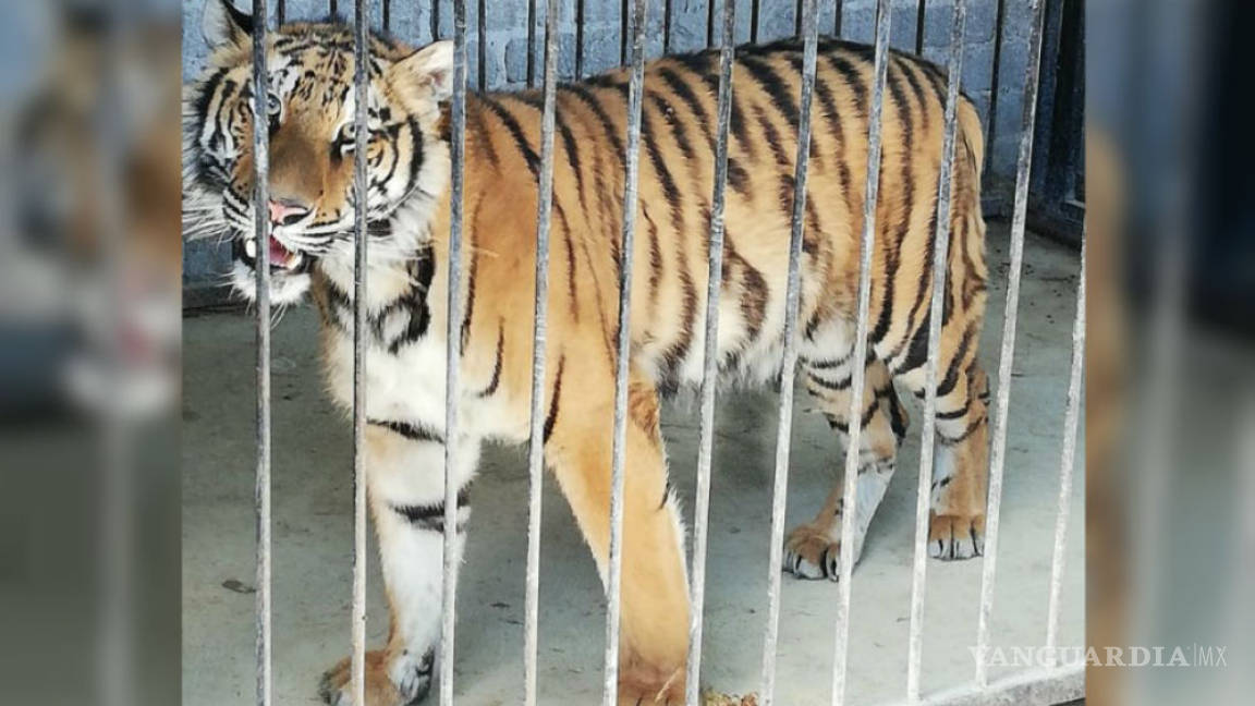 Un tigre de bengala abandonado es rescatado de una vivienda en Guanajuato