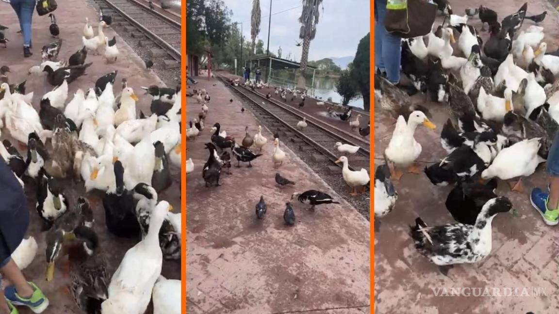 Muertos de hambre: patos ‘asaltan’ a visitantes en Ciudad Deportiva de Saltillo; piden ayuda para alimentarlos