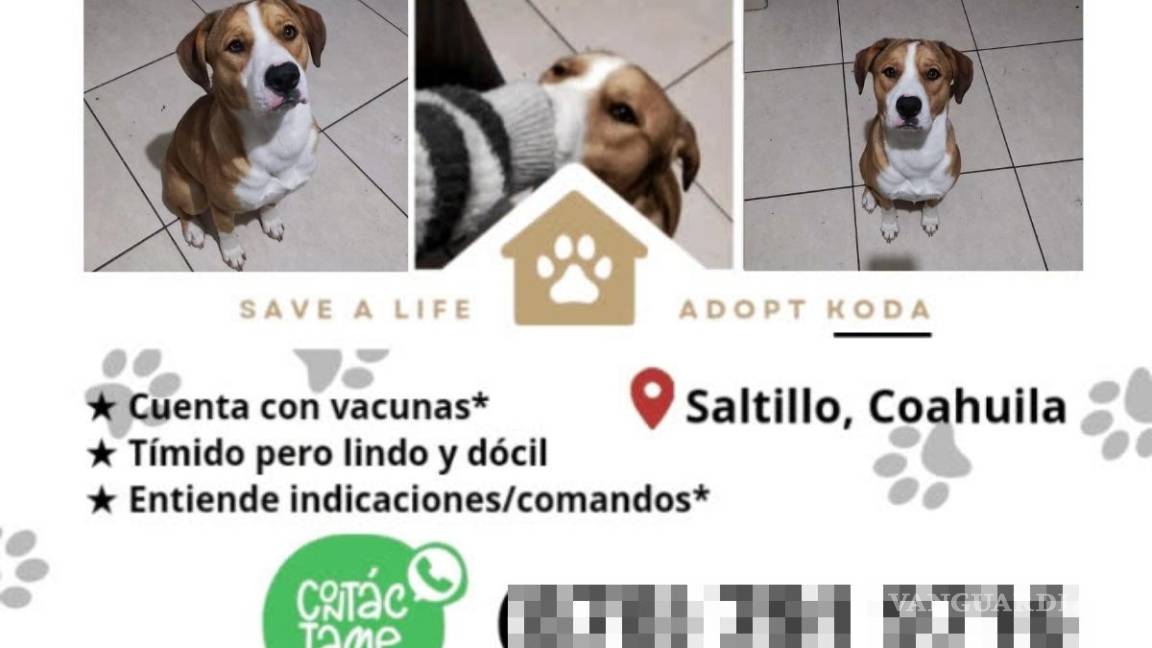 Su dueño nunca regresó a Saltillo: buscan hogar para Koda, perrito ‘tímido, pero lindo’ (VIDEO)