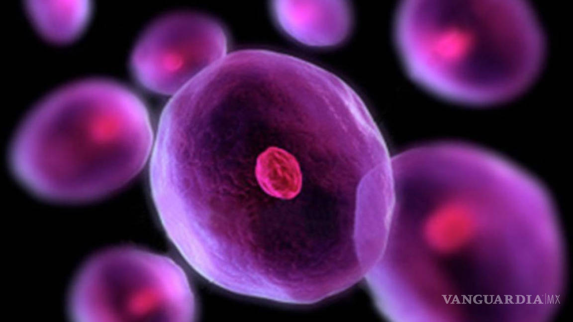 Células madre podrían solucionar parkinson y esclerosis