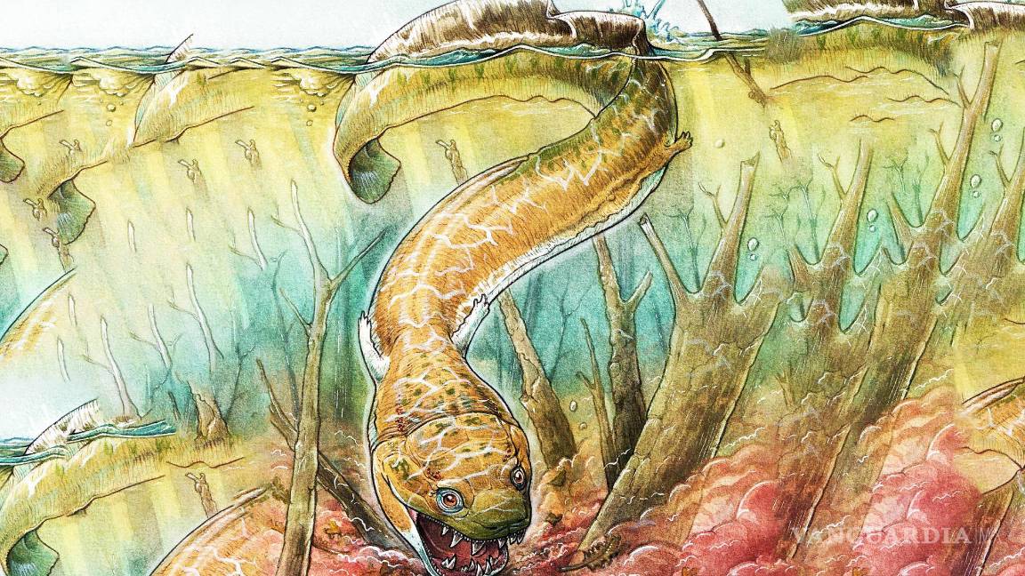 $!Gaiasia jennyae; ¿existían salamandras gigantes antes de los dinosaurios?