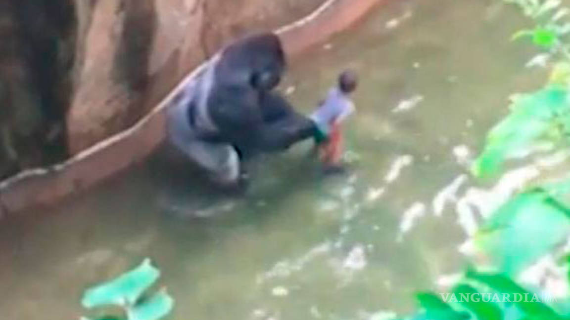 Matan a gorila por salvar a niño, se desata polémica