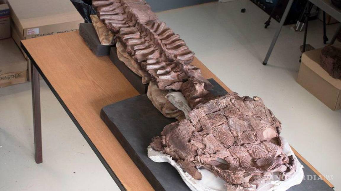 $!Gaiasia jennyae; ¿existían salamandras gigantes antes de los dinosaurios?