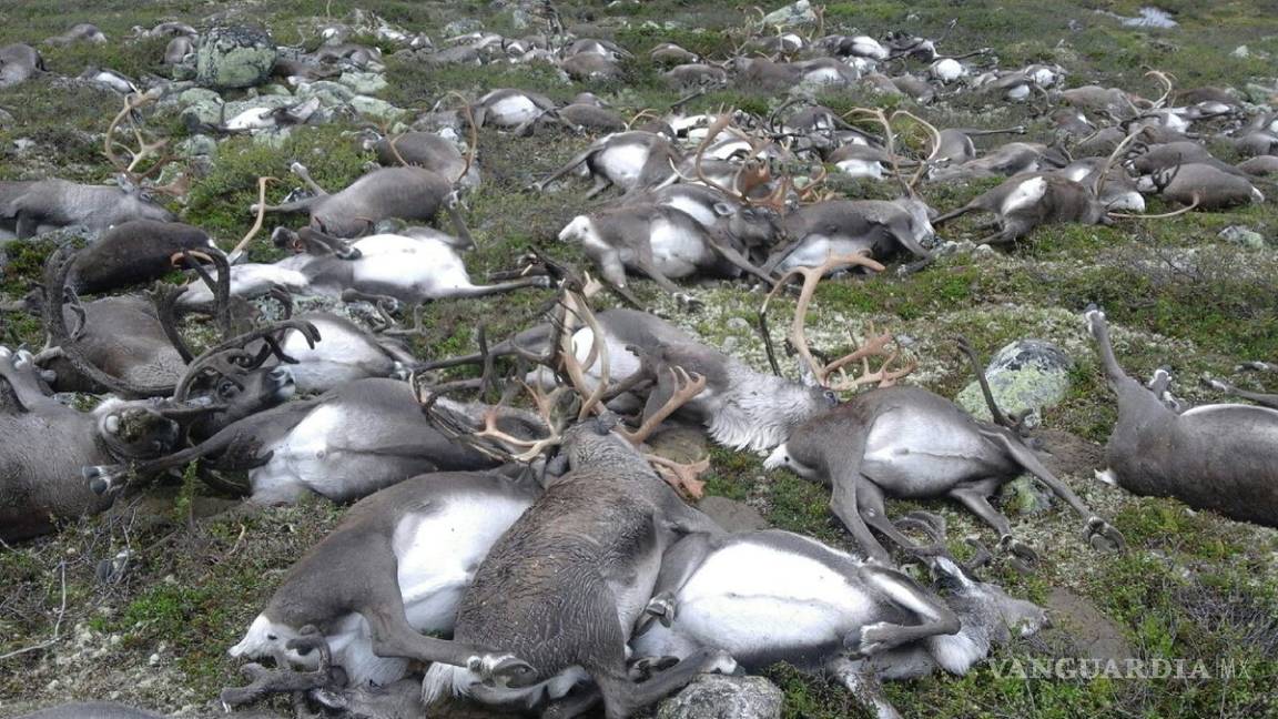 Más 300 renos mueren durante una tormenta eléctrica en Noruega