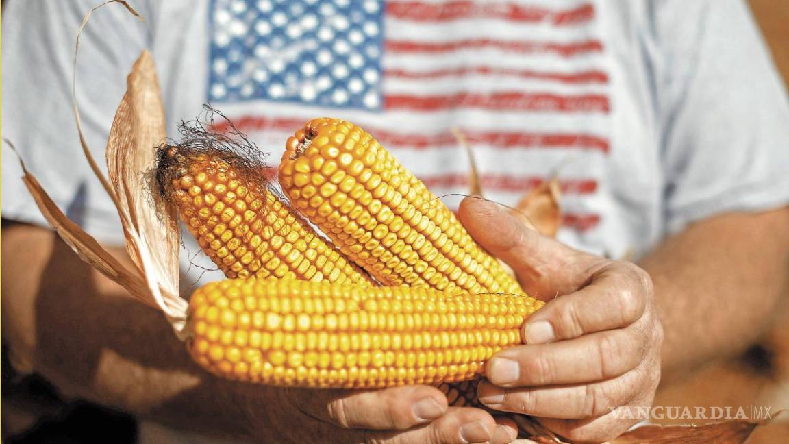 EU sigue presionando para que México elimine veto al maíz transgénico
