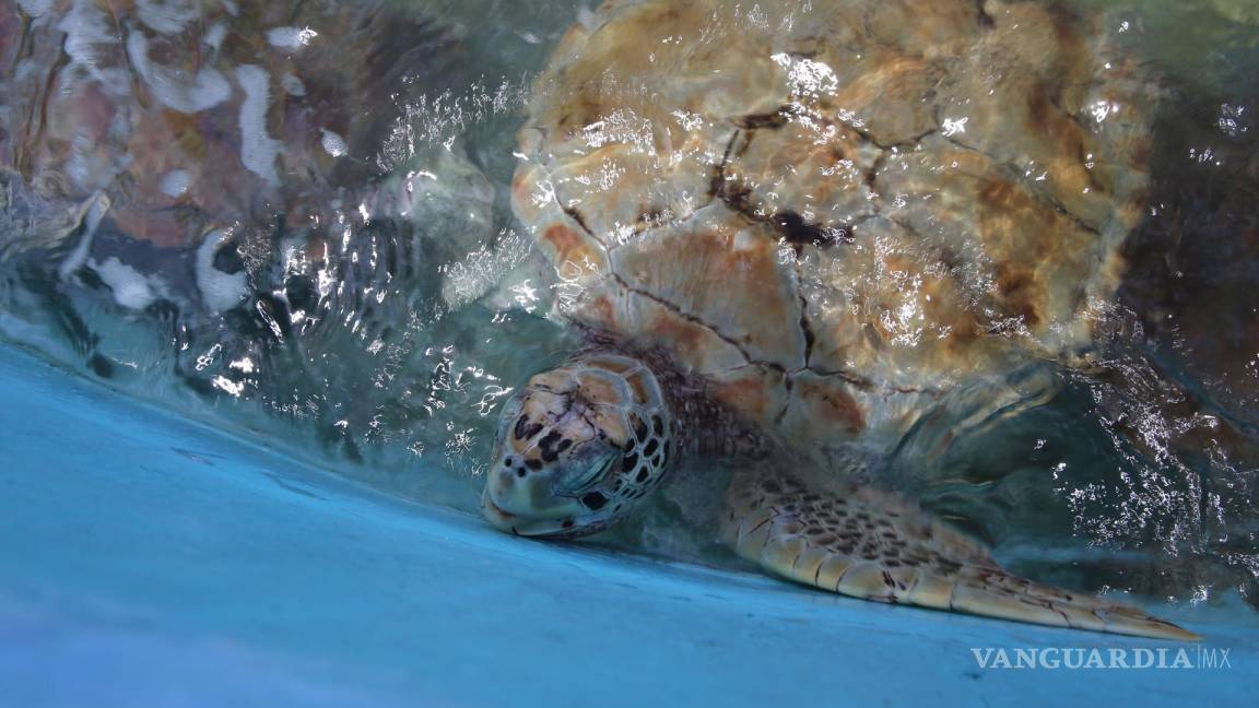 Reabren hospital de tortugas en Isla Mujeres; tras dos años de estar cerrado por conflictos legales