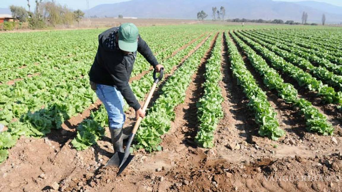 Golpea a 50 mil productores de Coahuila recorte al campo