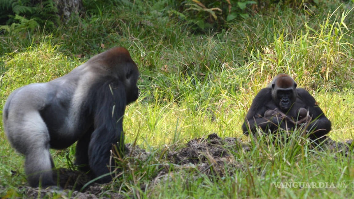 El nacimiento de unos gemelos de gorila, una esperanza para la especie
