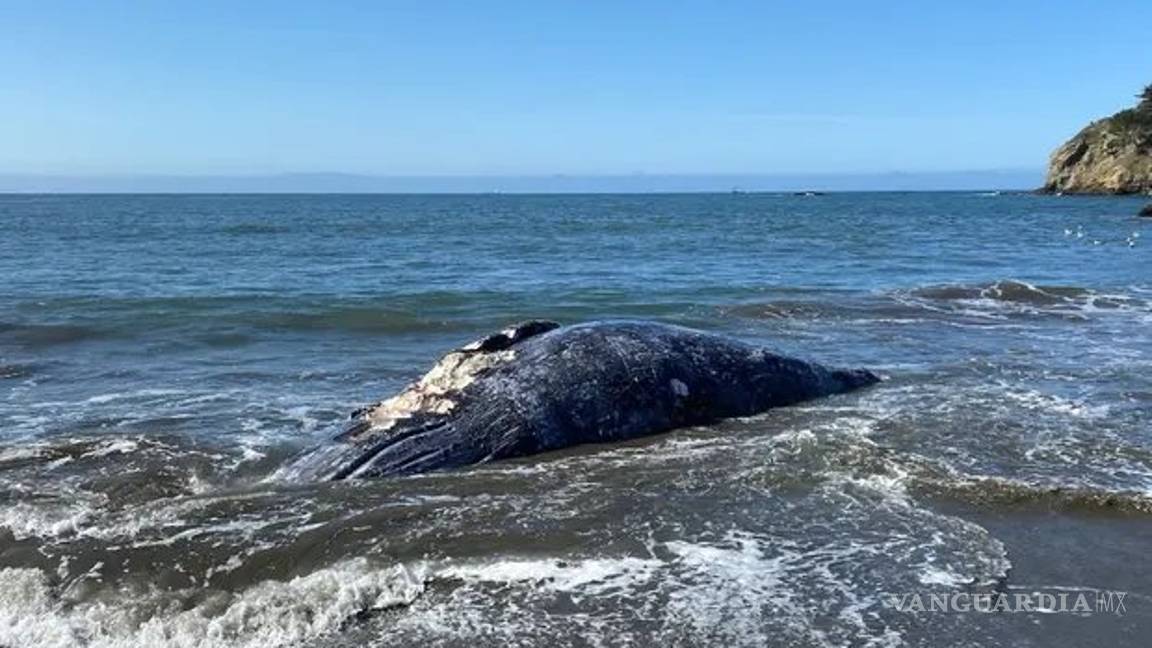 $!Hallan 4 ballenas grises muertas en Bahía de San Francisco