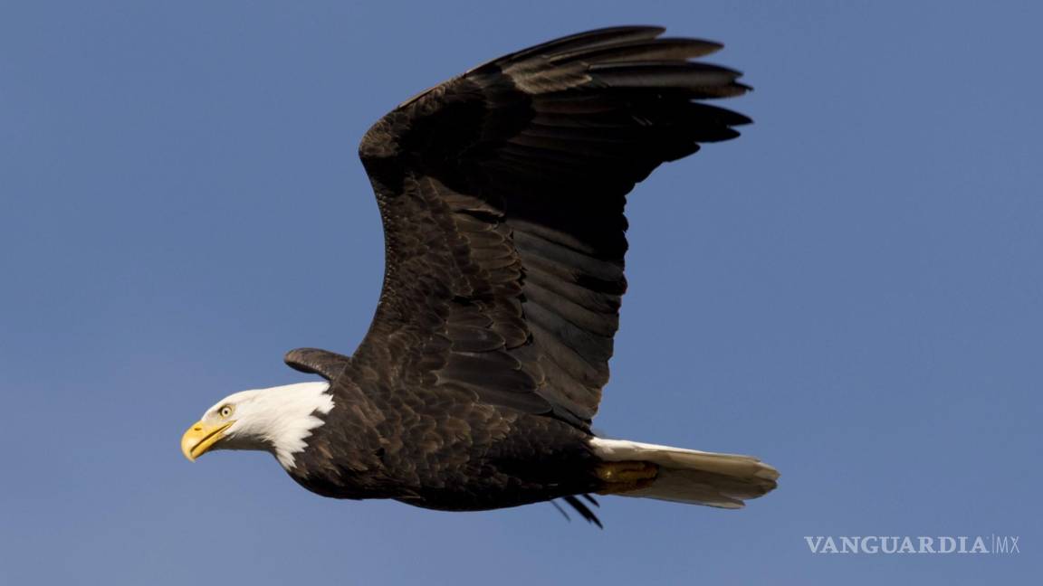 Casi el 50% de águilas calvas, ve nacional de EU, están envenenadas con plomo