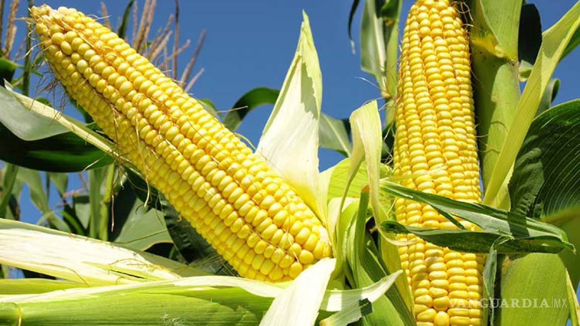 Desarrolla INIFAP híbrido de maíz amarillo para la zona centro de México