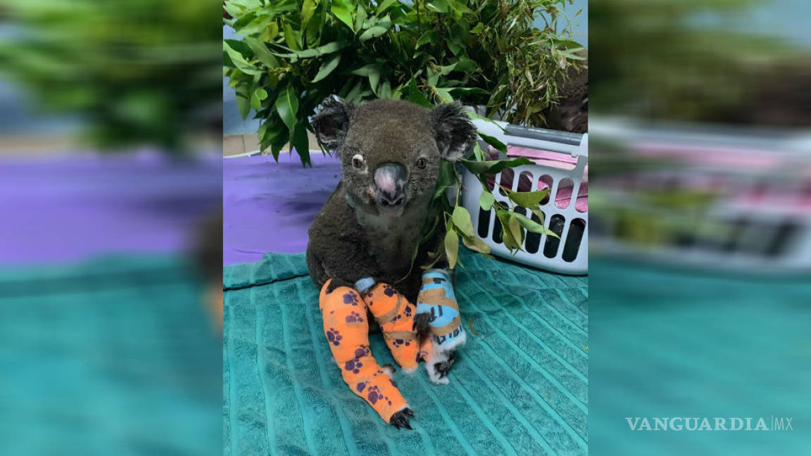 Muere el koala rescatado durante incendio en Australia
