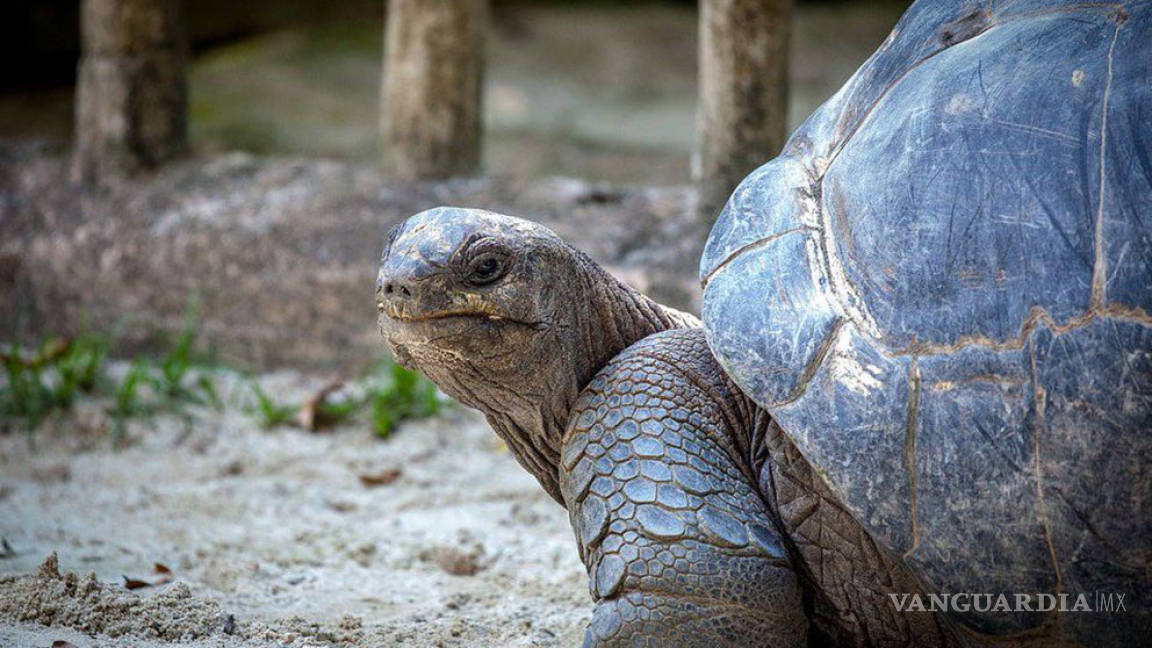 Pierde zoológico japonés a Aboo, una tortuga gigante