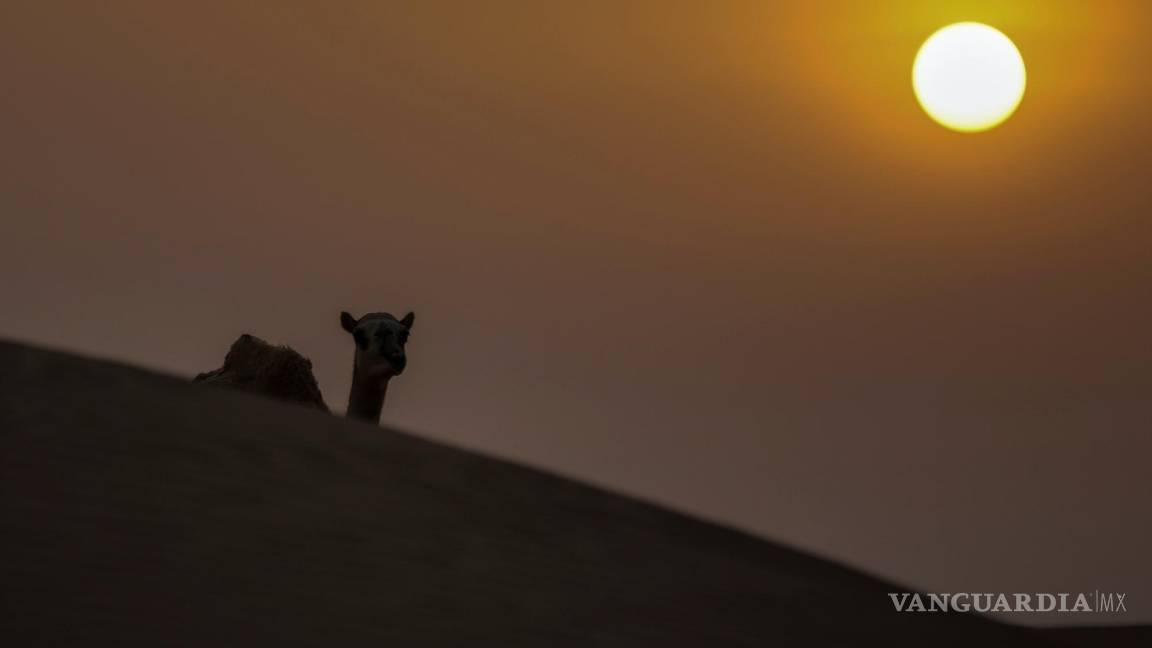$!Un camello camina por el desierto durante la puesta de sol y antes de la salida de la Superluna llamada ‘Buck Moon’ en las afueras del emirato del Golfo de Dubai.