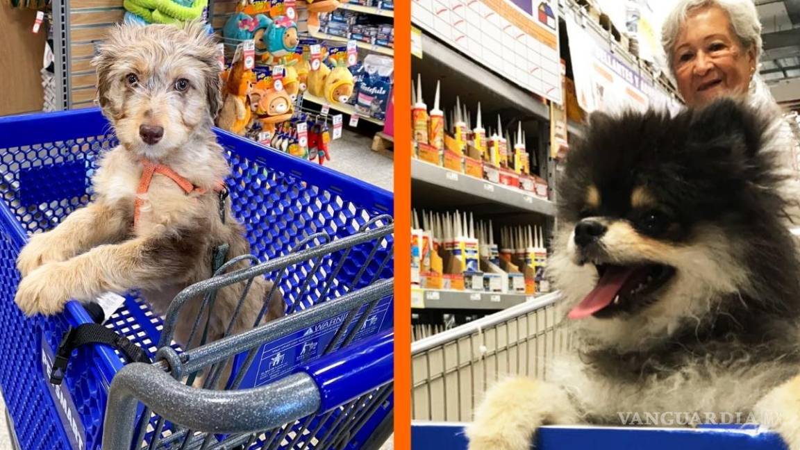 ¿Walmart México es ‘petfriendly’? Esto es lo que debes saber para llevar a tu mascota