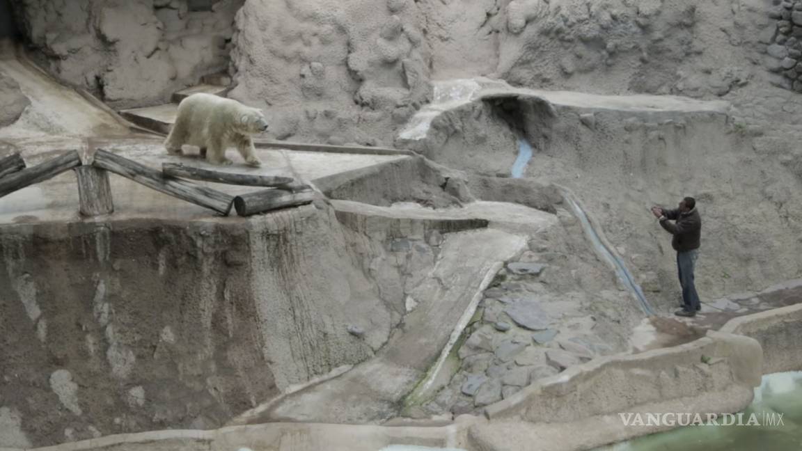 Muere el oso polar Arturo, 'el animal más triste del mundo'