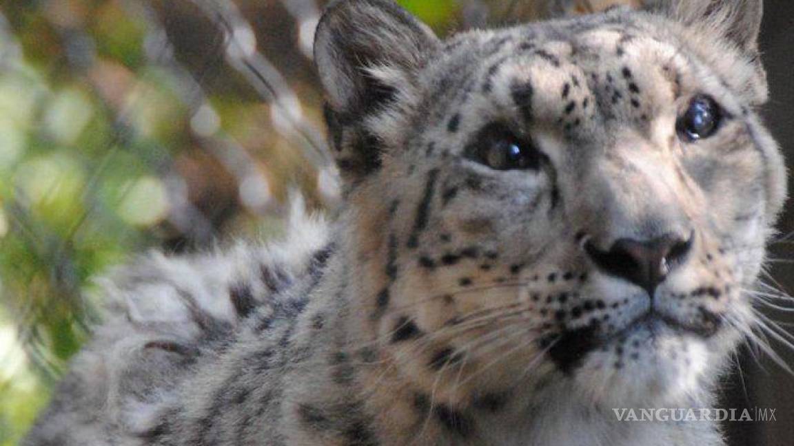 Muere ‘Baya’, leopardo de las nieves de Dakota del Sur; había sospecha de COVID-19