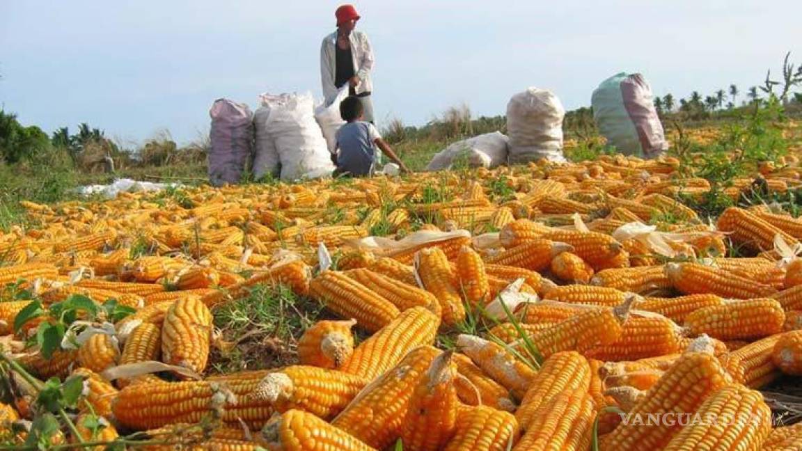 Habrá menos maíz, producción global tendrá caída significativa este año